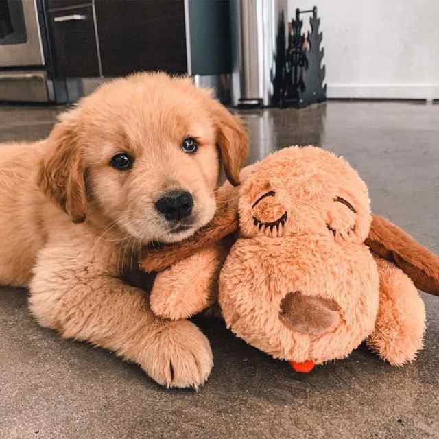 SmartPetLove スナグルパピー 心臓の鼓動付き ぬいぐるみ - ペットの不安緩和 鎮静補助アイテム - ビスケット - 新しく迎える子犬スターの通販は