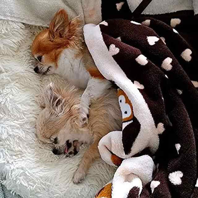 SmartPetLove スナグルパピー 心臓の鼓動付き ぬいぐるみ - ペットの不安緩和 鎮静補助アイテム - ビスケット - 新しく迎える子犬スターの通販は