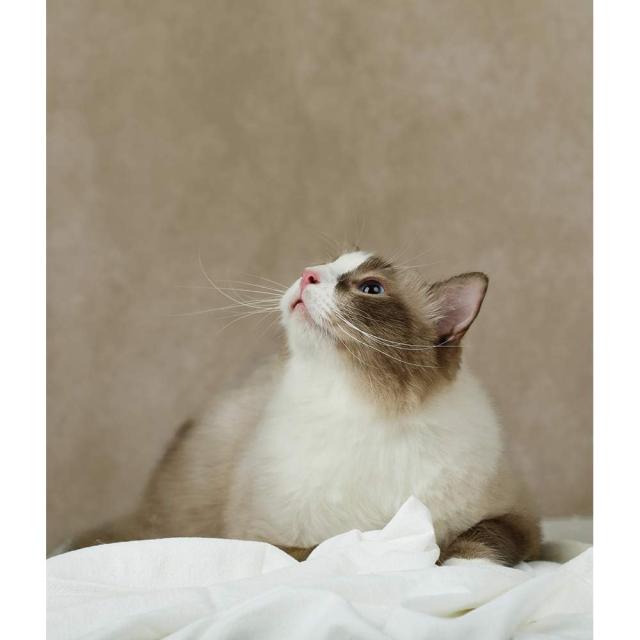Kate 1.5x2.2m ライトブラウン 背景 きいろ 茶色 背景布 ブラウン