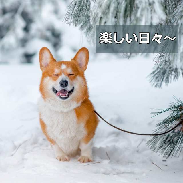 OTOKU 犬用レインコート 快適 いい素材 レインコート ペットレイン