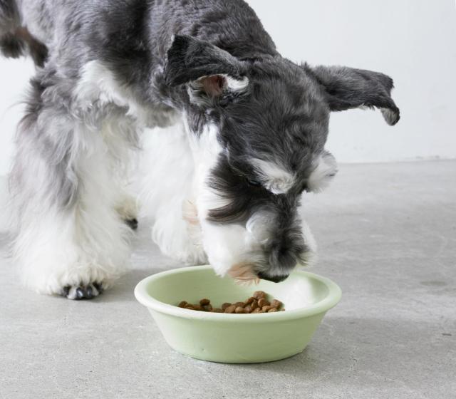 【Amazon.co.jp限定】 ソルビダ(SOLVIDA) グレインフリー ドッグフード 室内飼育7歳以上用 チキン シニア犬用 3.8kg