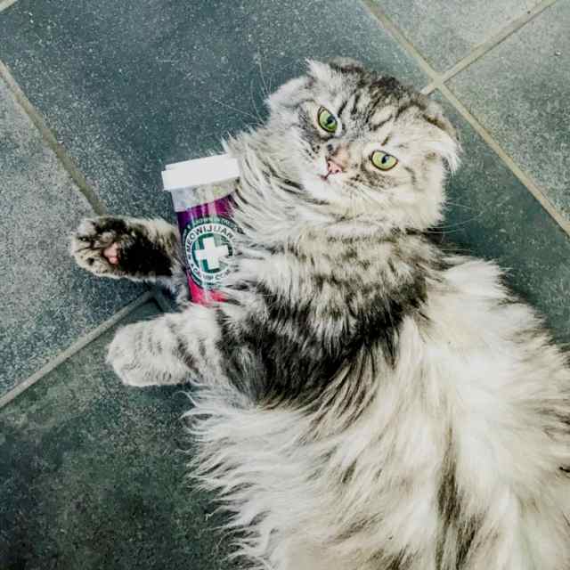 Amazon | Meowijuana プレミアムキャットニップブレンドバンドル