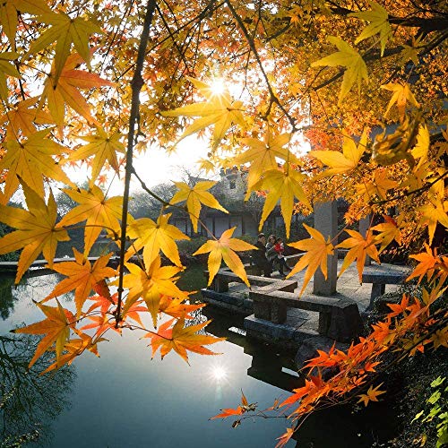 7artisans 7.5mm F2.8 II 魚眼レンズ 超広角 Panasonic/Olympus M4/3マウント対応 APS-Cサイズ対応 Fish eye II マイクロフォーサーズ