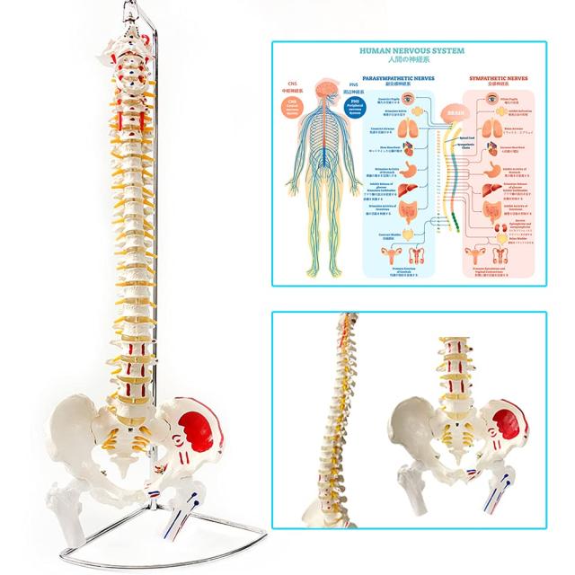 人体骨格模型 脊柱可動・靭帯再現・筋の着色 筋肉始動と終点が付いてい85cm 人体骨格模型 脊柱可動・靭帯再現・筋の着色 筋肉始動と終点が付い