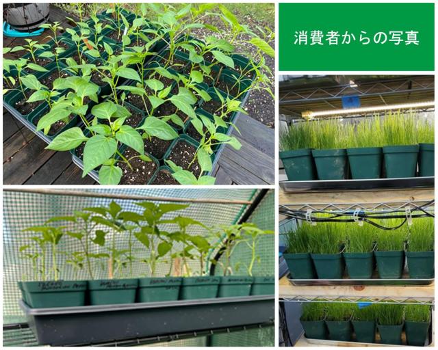 RooTrimmer 育苗ポット 8cm 正方形 苗ポット プラスチック ナーセリー