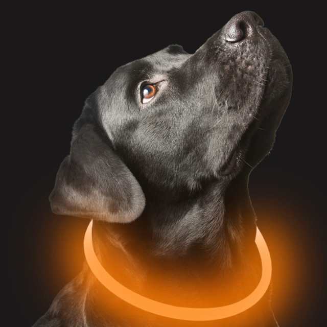 Weesiber 犬 光る首輪 - 充電式 LED 光る 犬 首輪 犬 散歩 Weesiber 犬 光る首輪 - 充電式 LED 光る 犬 首輪 犬 散歩