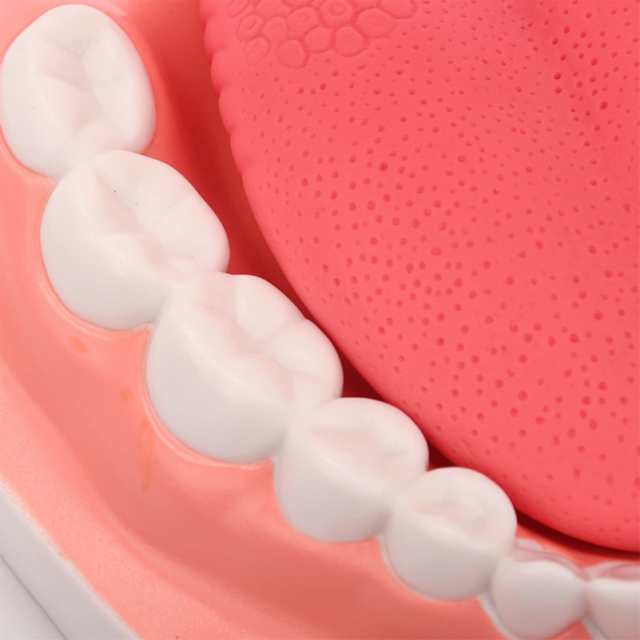 6倍の倍率歯科モデル 歯の模型患者説明用 歯医者 おもちゃ舌模型