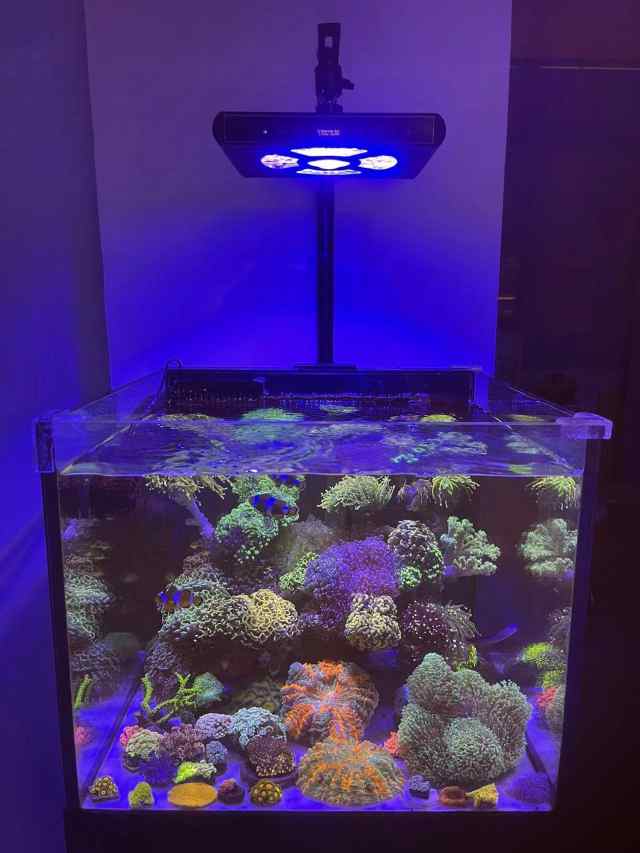 Hipargero水槽ライト-100watt LEDアクアリウムライト海水魚ライトサンゴ礁飼育ライトタンクライトSPS/LPSサンゴライトの海洋塩水アクアリの通販はau  PAY マーケット - libra shop | au PAY マーケット－通販サイト