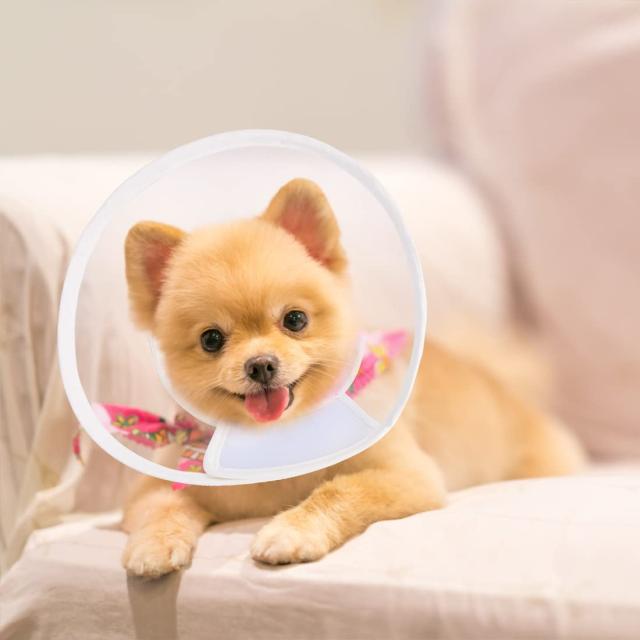 apettogo エリザベスカラー 猫 犬 ソフト 軽量 首に優しい 防水 傷舐め 