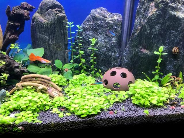 SheltaCrafta シェルター 素焼き 手作り 水槽 隠れ家 テラリウム①