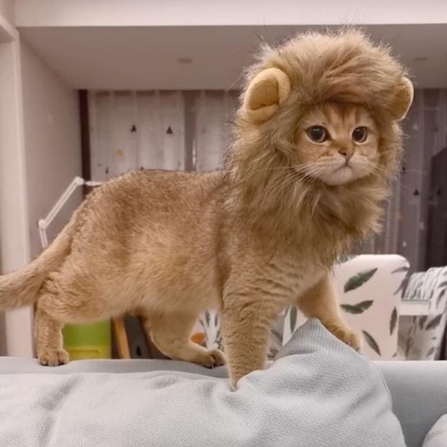 アニマル 被り物 キャップ コスプレ さる 犬 くま キリン ライオン ヒョウ アニマル 被り物 キャップ コスプレ さる 犬 くま キリン