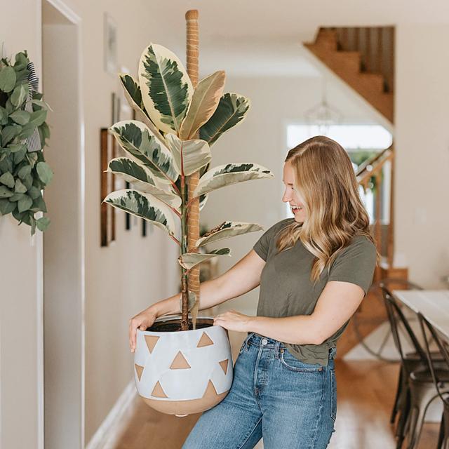 T4U 園芸支柱 64CM モンステラ ココナッツ支柱 観葉植物 つる植物