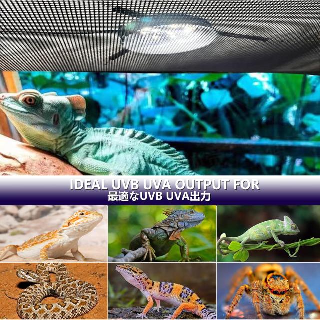 爬虫類 カメレオン 飼育 5点セット ケージ UVライト ヒーティング