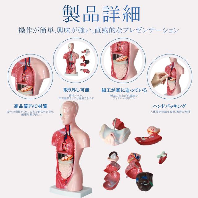 【未開封新品】手解剖模型 7パーツ分解モデル 等身大 ziyue 人体模型 パズル 28cm 15パーツ 取り外し可能 人体解剖 内蔵
