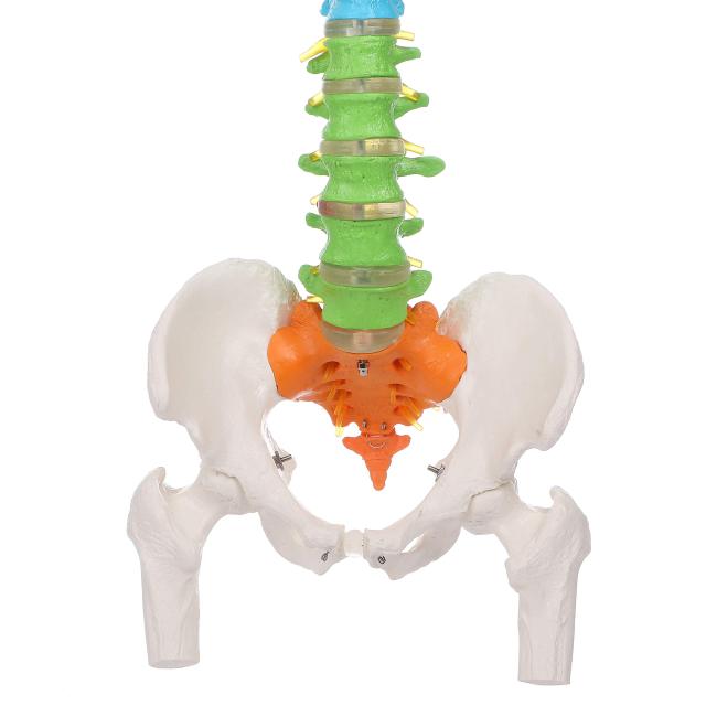 理学療法士監修】脊椎 模型 90cm 可動式 脊椎骨盤模型 人体模型 実物大
