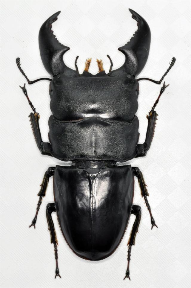 BACALYSO | 涅槃 1/1 サイズ ヒラタクワガタ フィギュア 冷蔵庫貼り