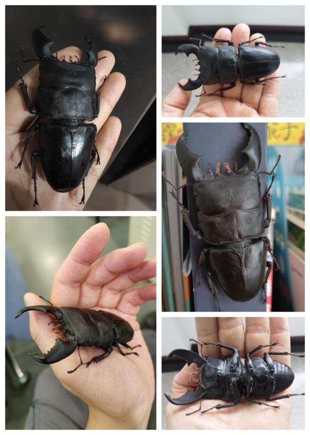 BACALYSO | 涅槃 1/1 サイズ ヒラタクワガタ フィギュア 冷蔵庫貼り