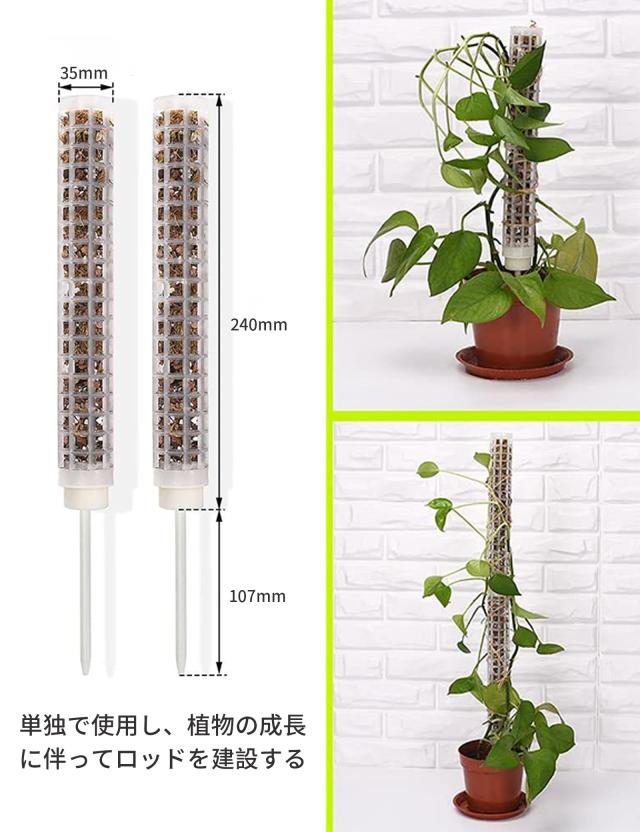 C6モンステラ 2寸ポリポット　と白モスポール10本 楽天市場】観葉植物（種類（植物）モンステラ・高さ（植物