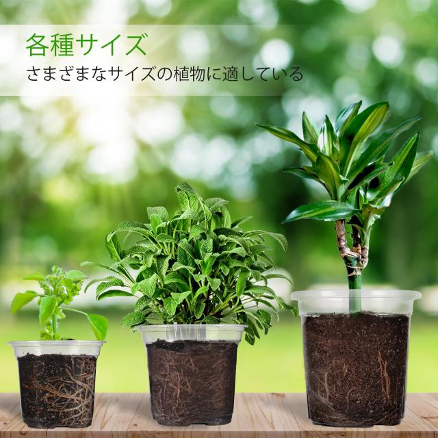 あ*お様 2025実生苗セットk 4センチポット 2024実生苗セットz⚠️ 4センチポット PW公式オンラインストア