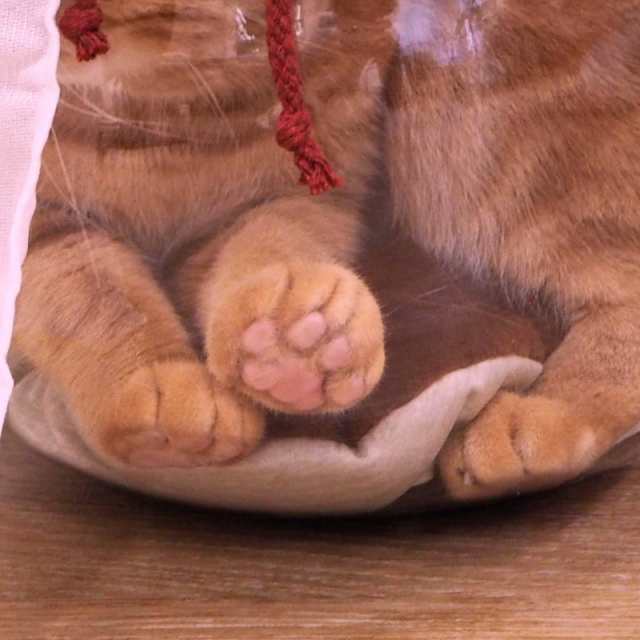 キャティーマン にゃんこの金魚鉢 猫の通販はau PAY マーケット