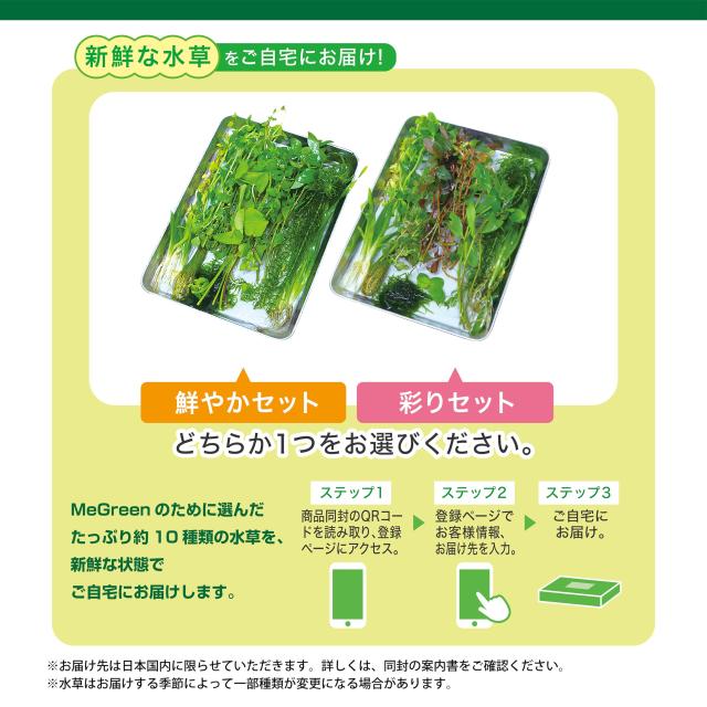 GEX MeGreen 新鮮な水草付き グラスアクアティアーセット 水草育成用品セット 別送でたっぷり水草が届く クリアLEDリーフグロー・水草を_3