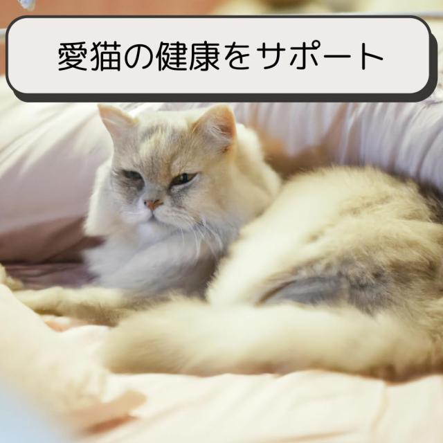 ロイヤルカナン 猫 キャットフード ユリナリー S/O オルファクトリー 2kg 尿路疾患 療法食 ドライ ネコ 肥満 (2kg, オルファクトリー)_1