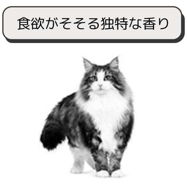 ロイヤルカナン 猫 キャットフード ユリナリー S/O オルファクトリー 2kg 尿路疾患 療法食 ドライ ネコ 肥満 (2kg, オルファクトリー)_2