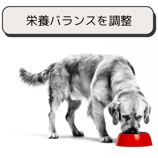 ロイヤルカナン 猫 キャットフード ユリナリー S/O オルファクトリー 2kg 尿路疾患 療法食 ドライ ネコ 肥満 (2kg, オルファクトリー)_3