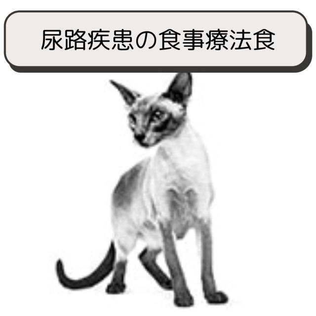 ロイヤルカナン 猫 キャットフード ユリナリー S/O オルファクトリー 2kg 尿路疾患 療法食 ドライ ネコ 肥満 (2kg, オルファクトリー)_4