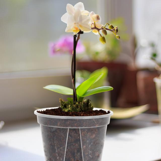 BESTOYARD 植木鉢 透明 スリット鉢 観葉植物 鉢 4個セット おしゃれ プラスチック 底皿付き 4+5+6+7号_5