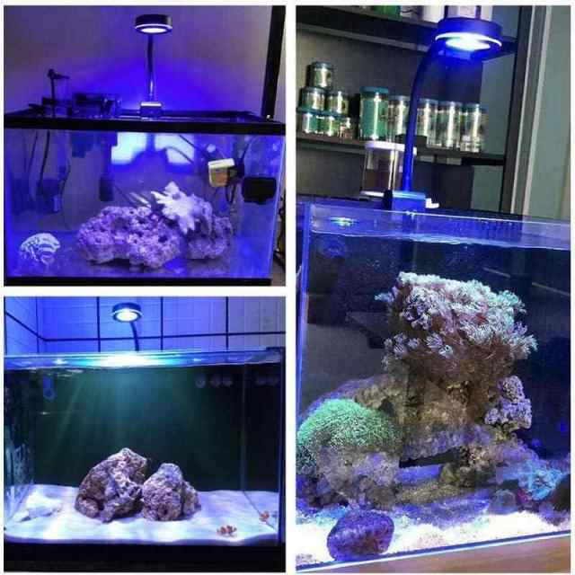 サンゴ 海水魚 LED照明 - ペット用品