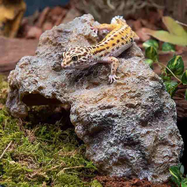 Hikigaeru 爬虫類シェルター テラリウム 岩 隠れ家 水槽 亀 トカゲ