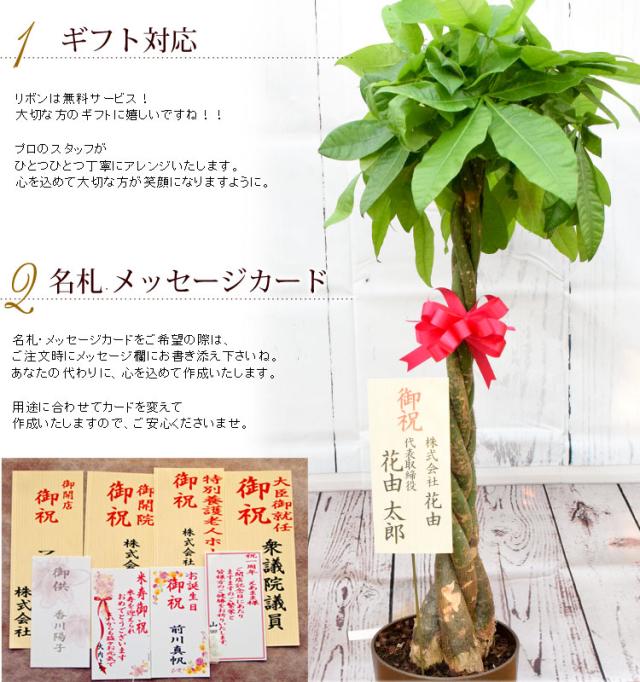 産地直送 観葉植物 インテリア ギフト 送料無料 選べる6種類 観葉植物８号鉢 新築祝い 引っ越し祝い ギフト お祝い 開店祝い 開業祝の通販はau Pay マーケット フラワーマーケット花由