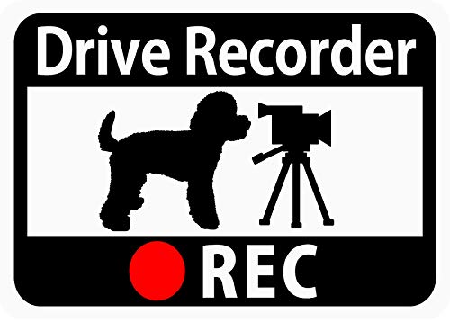 ドライブレコーダー搭載ステッカー「トイプードルとビデオカメラ」 (マグネット) s31