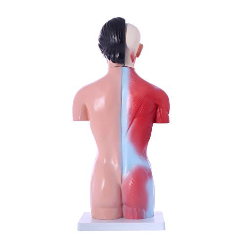JUEKO]解剖モデル 人体模型 [女性モデル リアルタイプ 44?p