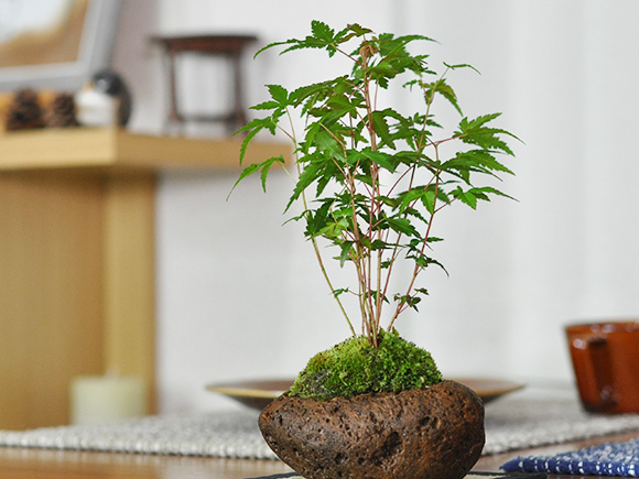楓盆栽！ 石付き楓盆栽、楓盆栽 （楓 (石付き) 【 24 B ― 23 】 - 小品