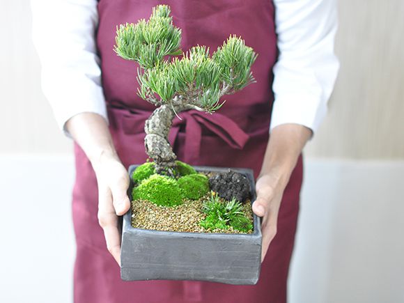 和の庭 五葉松【盆栽 ミニ盆栽 鉢植】の通販はau PAY マーケット