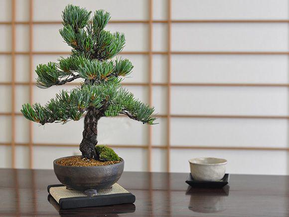 鬼無の盆栽 五葉松【盆栽 松 盆景 安心の育て方冊子と肥料付き 父の日敬老の日の贈り物 ギフト お祝い ラッピング 誕生日】の通販は