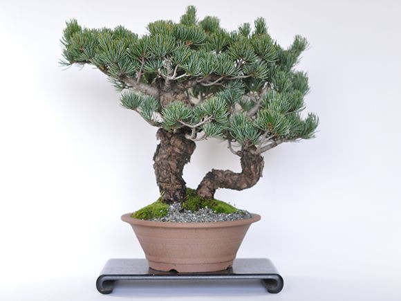 五葉松　双竜【盆栽 ミニ盆栽 bonsai ボンサイ ぼんさい 中品 双幹 引越し祝昇進退職贈り物プレゼント】の通販は 93,500円