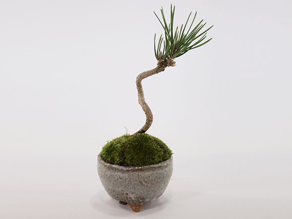 黒松盆栽 ミニ黒松 おうちでミニ盆栽「黒松」 | mini-bonsai.life