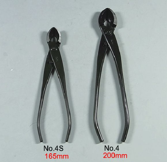 多肉植物アエオニウム錦❤️ パンドラ ❤️ 状態画像 多肉植物