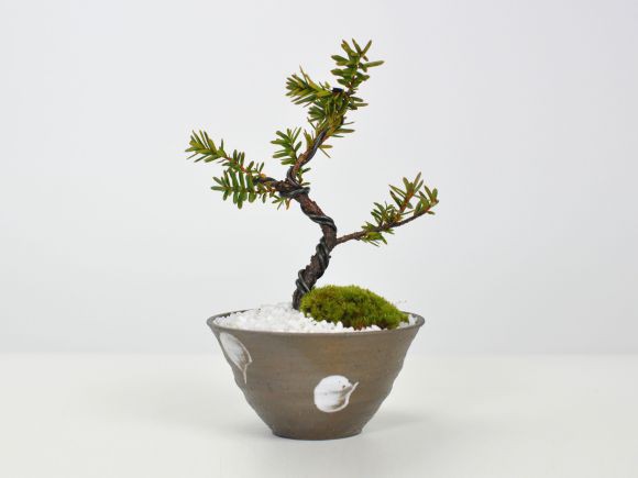 盆栽 イチイ【ミニ盆栽 bonsai ぼんさい 一位 初心者 入門 ギフト ラッピング 縁起 昇進 学業成就 お祝い 試験】の通販はau PAY  マーケット - 盆栽妙 | au PAY マーケット－通販サイト