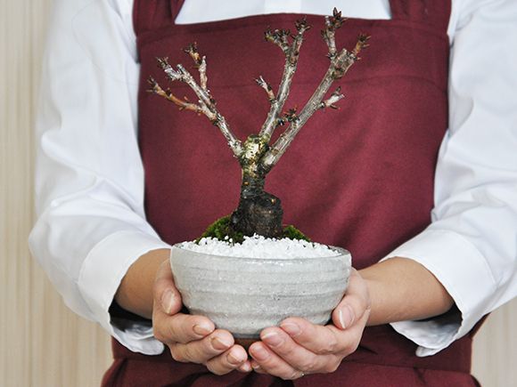 盆栽鉢　植木鉢　陶芸　園芸　盆栽 多肉菖蒲盆栽 植木鉢 小品盆栽鉢 大品盆栽鉢 （窯変褐白釉菖蒲