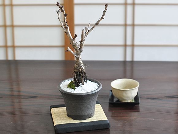 盆栽 桜 シックなモダン盆栽 中サイズの旭山桜【ミニ盆栽 陶器鉢