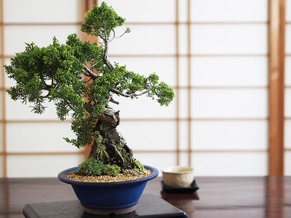 石付き真柏【石付き 真柏 シンパク 盆栽 お祝い】の通販はau PAY