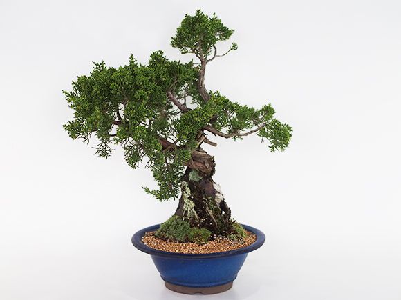 石付き真柏【石付き 真柏 シンパク 盆栽 お祝い】 真柏 石付き 小品