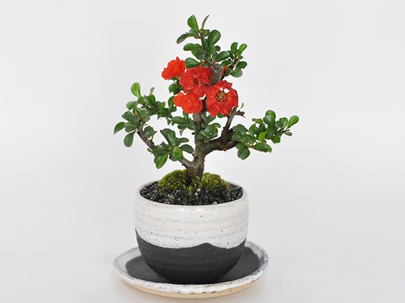 八重長寿梅 八重の花 いっぷく椀【盆栽 ミニ盆栽 四季咲き ボリューム