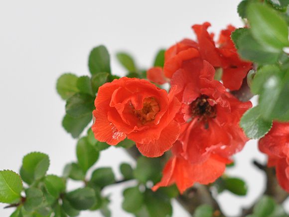 八重長寿梅 八重の花 いっぷく椀【盆栽 ミニ盆栽 四季咲き ボリューム