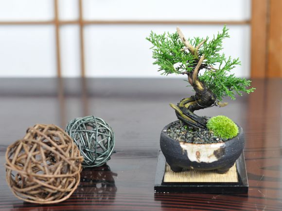 小品 真柏の通販は