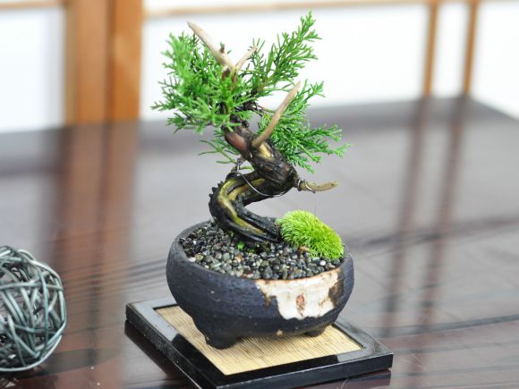 小品 真柏の通販は